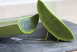 L&rsquo;Aloe vera, la plante qui fait du bien !