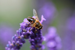 La vie d&rsquo;une abeille