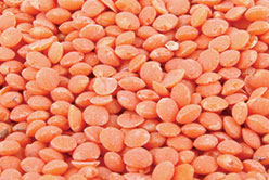 Les lentilles corail