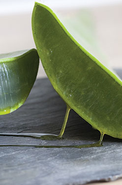 L&rsquo;Aloe vera, la plante qui fait du bien !