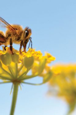 Le miel dans la Bio