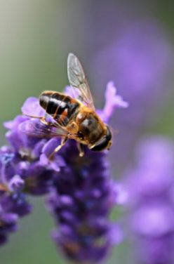La vie d&rsquo;une abeille