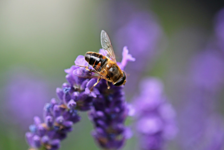 La vie d&rsquo;une abeille
