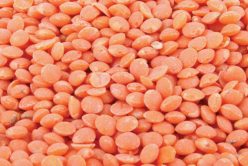 Les lentilles corail