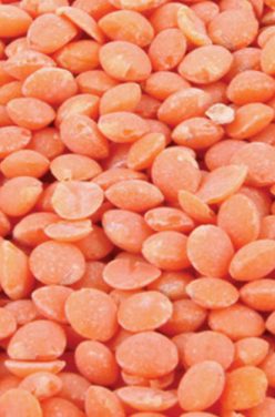 Les lentilles corail