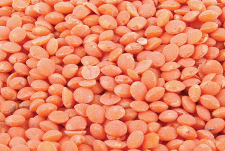 Les lentilles corail