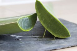L&rsquo;Aloe vera, la plante qui fait du bien !