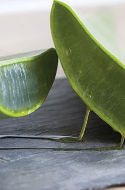 L&rsquo;Aloe vera, la plante qui fait du bien !