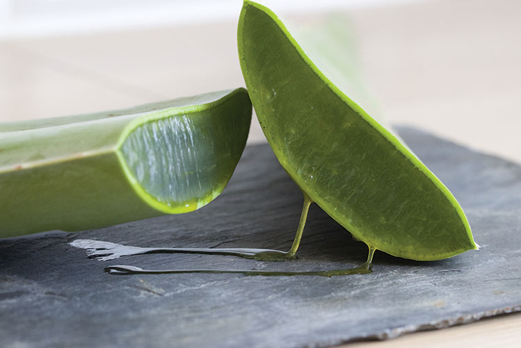 L&rsquo;Aloe vera, la plante qui fait du bien !